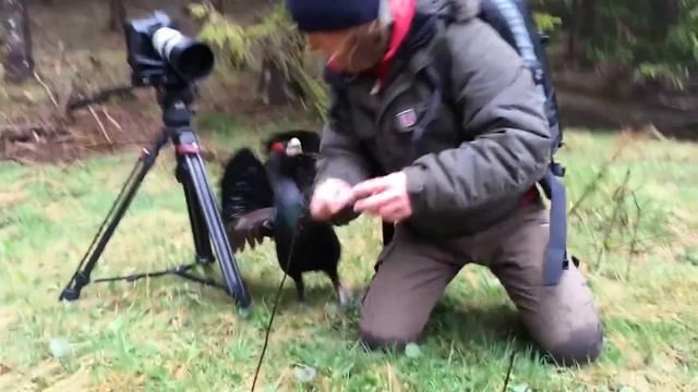 Auerhahn greift Kameramann an | Wood grouse attacking cameraman смотреть онлайн