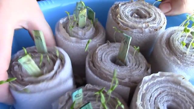 Посадка рассады в улитку смотреть онлайн