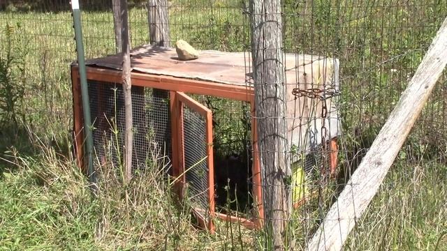 Successful Guinea Fowl Nest Outdoors!