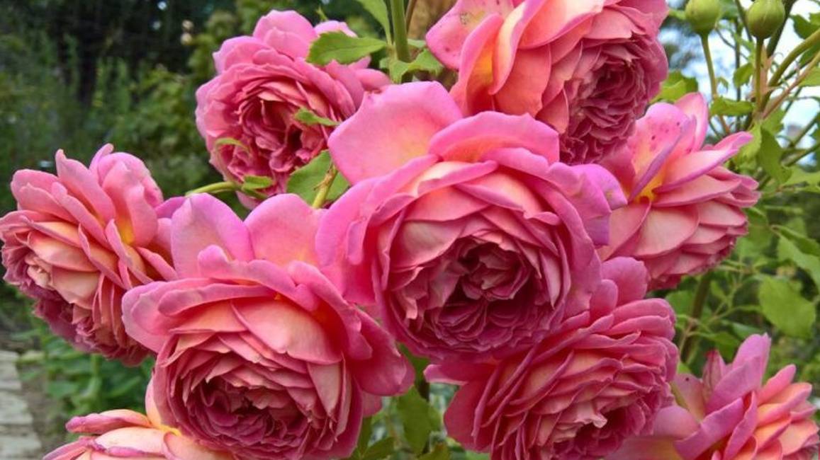 Купила новые розы! смотреть онлайн