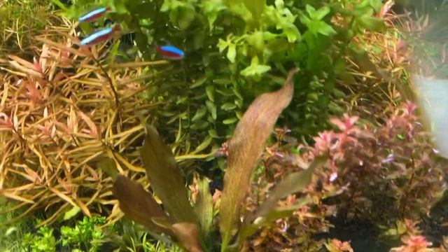 Аквариум 1000 л. Процесс фотосинтеза. Травник с дисками и скаляриями дантум альбино смотреть онлайн