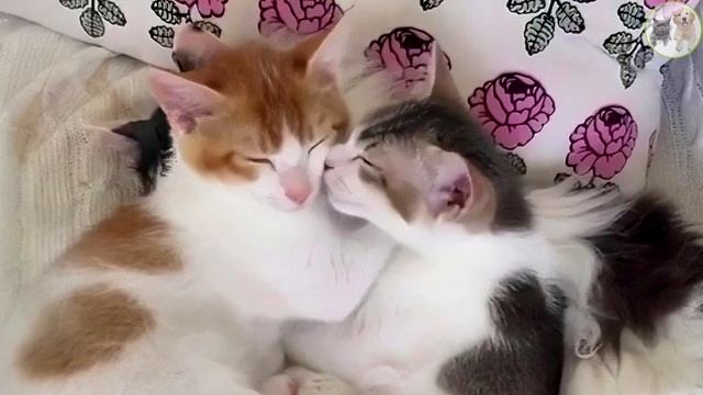 A male cat lovingly cares for two rescued kittens and raises them into beautiful felines смотреть онлайн