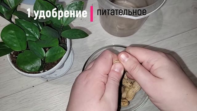 ВНОШУ в ЗАМИОКУЛЬКАС и даже самый чахлый куст оживает, зеленеет, выпускает много листьев смотреть онлайн