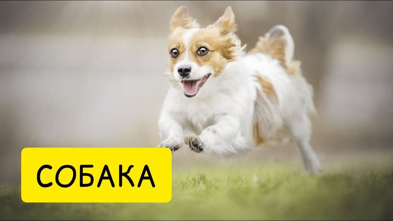 К чему снится СОБАКА. Приснилась собака. Толкование сна смотреть онлайн