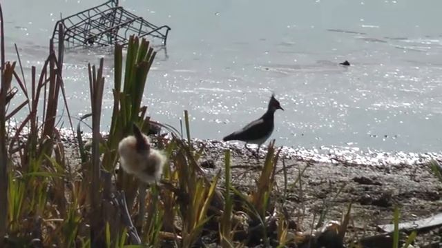 Птичья гавань смотреть онлайн