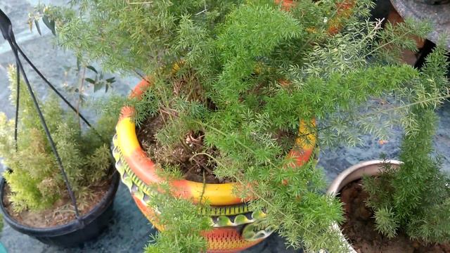 #Squirrel tail #foxtail plant proposition and care👌👌#air+sarita ki bagiya terrace garden💐fm*delhi смотреть онлайн