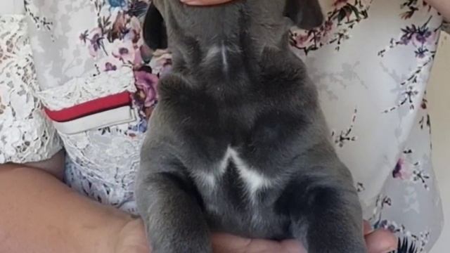 КАНЕ КОРСО КРЫМ. СЕРАЯ ДЕВОЧКА смотреть онлайн