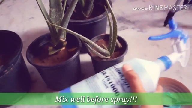 How To Use Best Saaf Fungicide For Garden Plants. смотреть онлайн