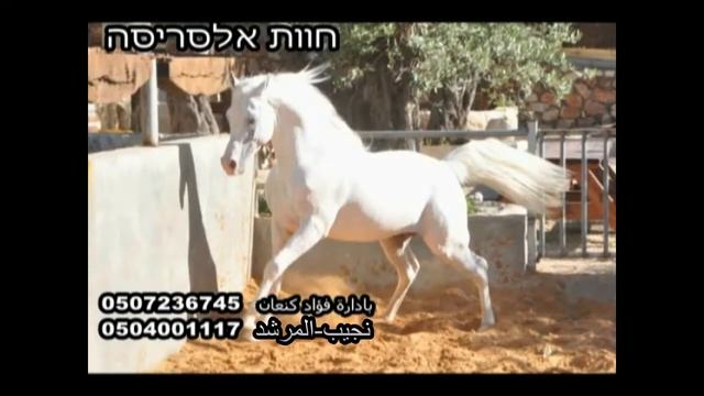 חוות אל סריסה גן הסוסים смотреть онлайн