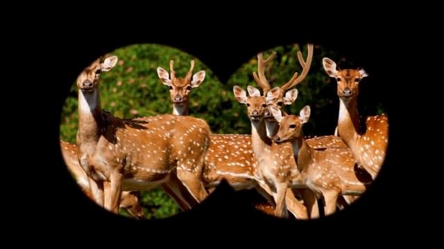 Как выбрать бинокль. Какой бинокль лучше купить. смотреть онлайн