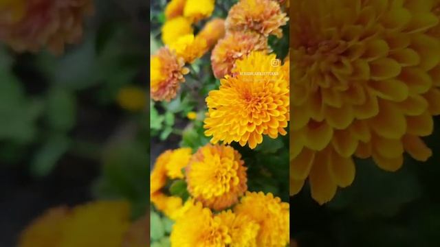 заканчивается цветочный сезон смотреть онлайн