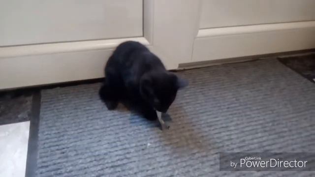 Озверевший котёнок I Смешной котёнок смотреть онлайн