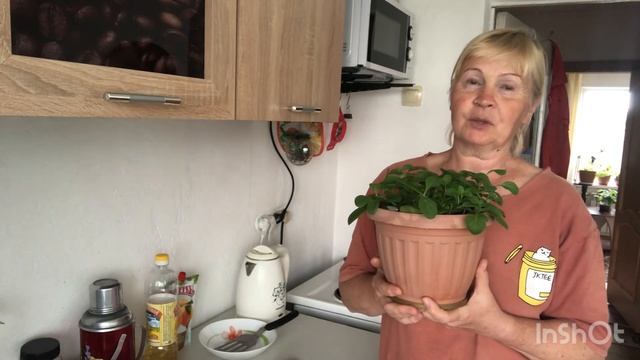 Как выращиваю петунию, в двух словах/ Отвечаю на комментарии/ смотреть онлайн