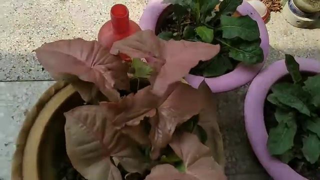 syngonium / gerbera plant care 🌱🌱🌱🌱 Mukta ki Duniya 🌱 смотреть онлайн