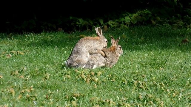 MATING RABBITS