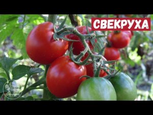 Поучительная история | «Свекруха»