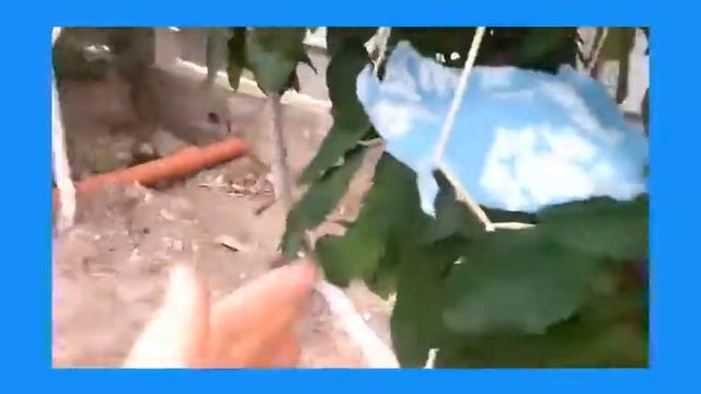 Домик на дереве! :O Как сделать домик на дереве для Басика? смотреть онлайн