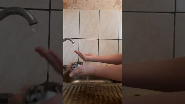 МОЖНО ЛИ МЫТЬ ХОМЯКА?! ?????? смотреть онлайн