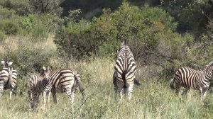 Zebras mating