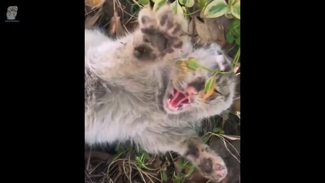 Страдающий от выпадения шерсти кот был брошен хозяином на свалке на 2 месяца. смотреть онлайн