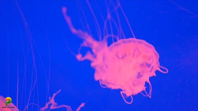 Музыка для лечения сердца и нервной системыn - Нежная музыка - Музыка полезна и полезна для душ #15 смотреть онлайн