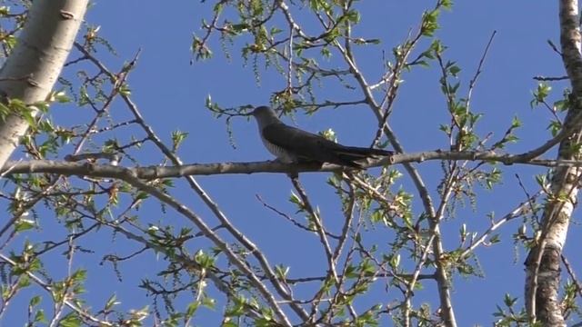 Пётр Сотник Ты кукушка не кукуй! смотреть онлайн