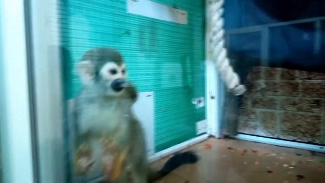 Бурый капуцин и беличий саймири с детёнышами. 03.10.2021 смотреть онлайн