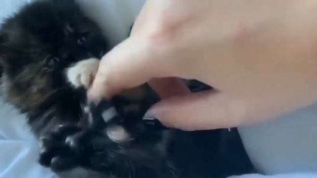 Found a little lonely kitten in the forest during a family walk! A remarkable story!!! смотреть онлайн