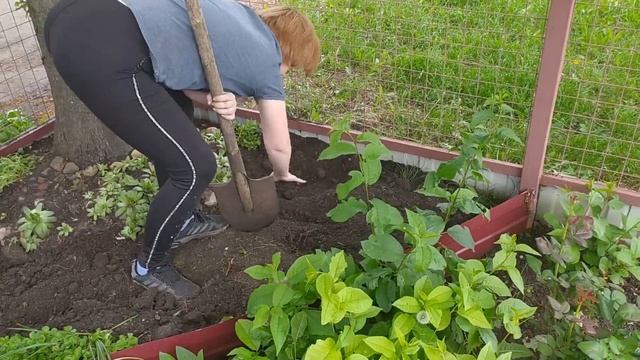 Подготовка клумбы под петунии ??? смотреть онлайн