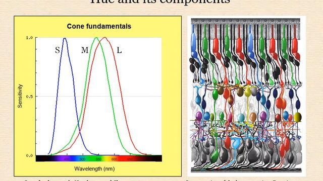 Hue And Its Components (Version 1.0)