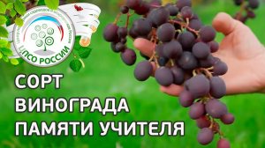 Сорт винограда Памяти учителя.  Описание сорта винограда Памяти учителя.