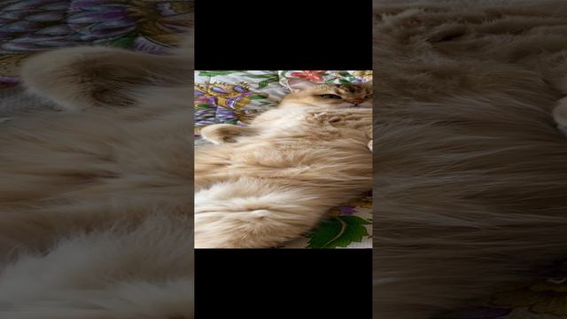 Кот Мартин отдыхает смотреть онлайн