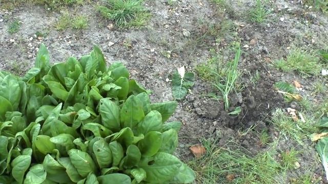 10 русских растений, которые помогут вам ВЫЖИТЬ... смотреть онлайн