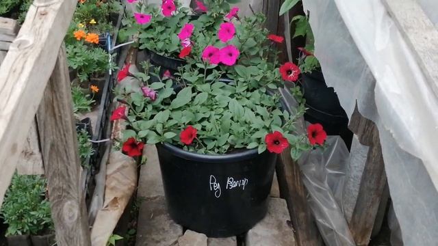 ТАЙДАЛ ВЕЙВ месяц после посадки в 60 литровые ведра. смотреть онлайн