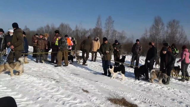 ЛАЙКА СЕЛИГЕР 2018 смотреть онлайн