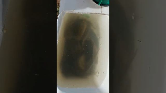 Рыба переезд больше 100 км перенесла отлично. 20. 04. 2022. смотреть онлайн