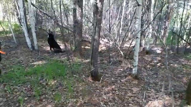 выезд в угодия, контрольная тренировка!!!! смотреть онлайн