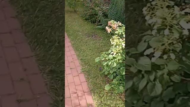 Стрижка живой изгороди высотой более 2-х метров и газона смотреть онлайн