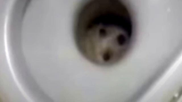 На женщину смотрели два глаза из унитаза! Вы не поверите в это. смотреть онлайн