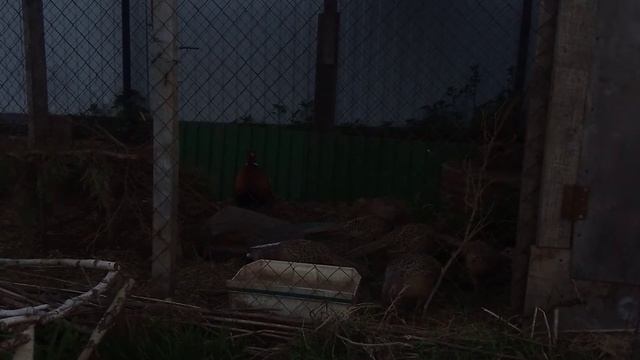 КРИК ФАЗАНА // такование Кавказского Фазана // охотничьего или обыкновенного