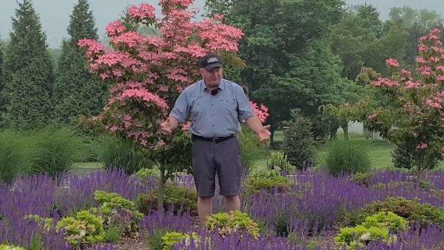 Cornus Scarlet Fire (Flowering Dogwood) // Stunning Disease Resistant, Highly Colorful Small Tree