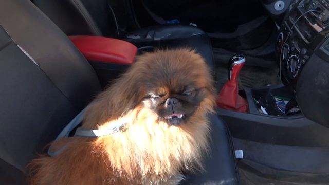 Пекинес Дендик стрижка майский жук смотреть онлайн