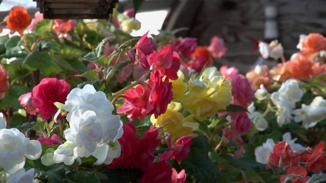 A tour of the Begonia House at White Flower Farm смотреть онлайн