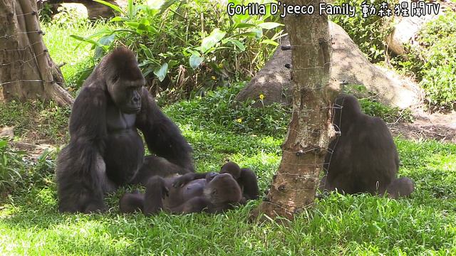 D'jeeco Family|Gorilla|Taipei zoo|Jabali and D'jeeco sit together in the same pose смотреть онлайн