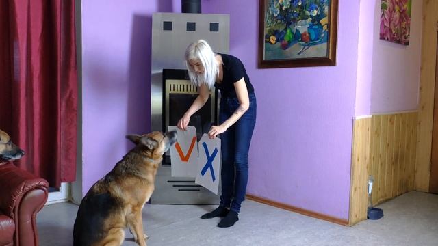 Разговариваю с собаками. Задаю собакам вопросы, а они отвечают картинками. смотреть онлайн