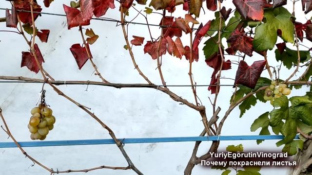? КРАСНЫЕ ЛИСТЬЯ на ВИНОГРАДЕ. Присмотрелся и все стало ЯСНО и ПОНЯТНО. Неужели очередная БОЛЯЧКА? смотреть онлайн