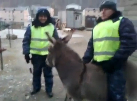 Осёл похитил гаишника! смотреть онлайн