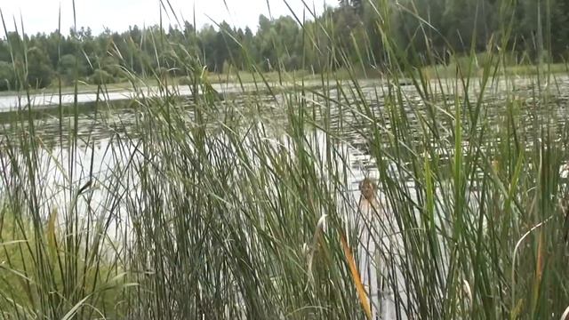 Карелия. Ладога - Кильпола. Поход на лесное озеро. смотреть онлайн