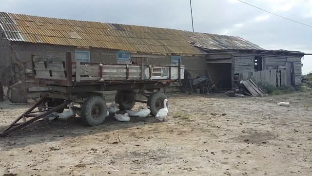 Кошара где родился ЗНАМЕНИТЫЙ Малыш! смотреть онлайн