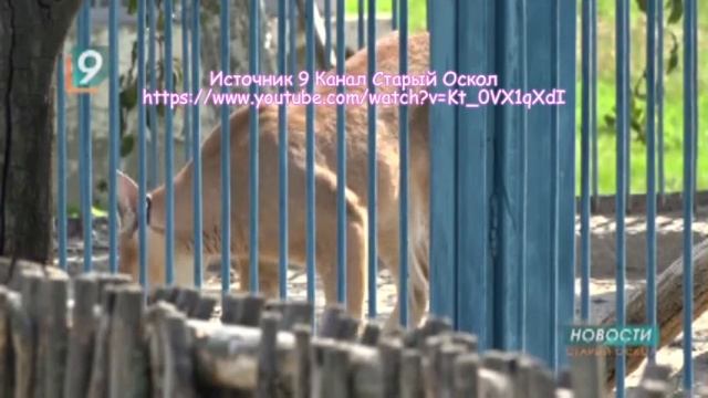 Тигран ЛЕВ прощай. смотреть онлайн